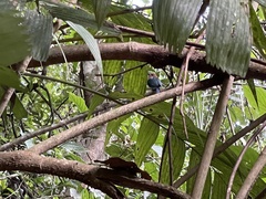 Electron platyrhynchum