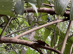 Electron platyrhynchum