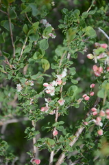 Atraphaxis replicata
