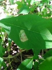 Aulagromyza orbitalis