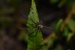 Allende nigrohumeralis