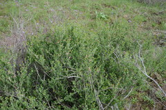 Atraphaxis replicata