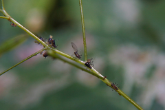 Impatientinum asiaticum