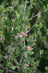 Atraphaxis replicata