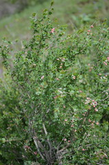 Atraphaxis replicata