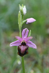 Ophrys sphegodes passionis