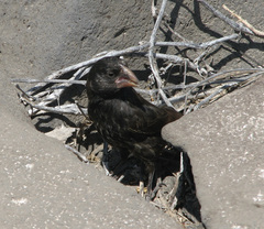 Geospiza conirostris