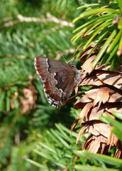 Callophrys mossii
