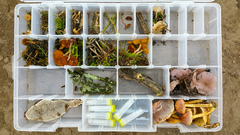 Fungi