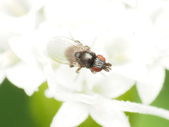 Paramyia