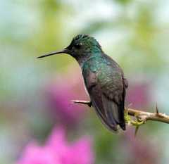 Chalybura buffonii
