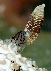 Carminodoris estrelyado