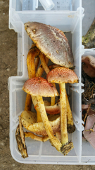 Fungi
