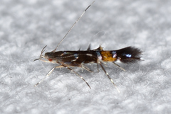 Cosmopterix astrapias