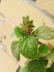 Acalypha infesta