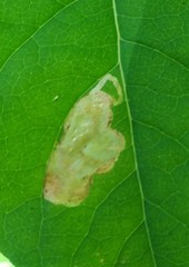 Aulagromyza orbitalis