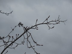 Acer rubrum