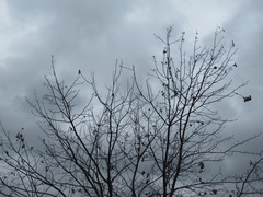 Acer rubrum