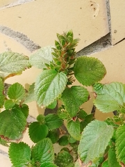 Acalypha infesta