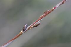 Salix miyabeana