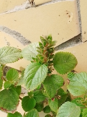 Acalypha infesta