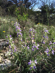 Salvia engelmannii
