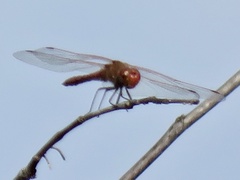 Sympetrum corruptum