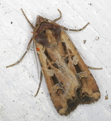 Euxoa ochrogaster