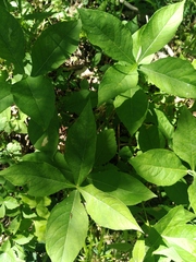 Aulagromyza orbitalis