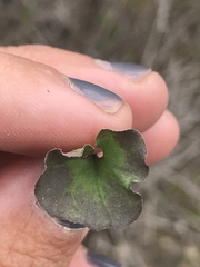 Dichondra occidentalis