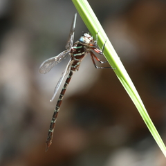 Austroaeschna cooloola