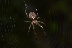 Allende nigrohumeralis