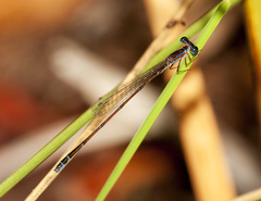 Nehalennia pallidula