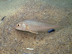 Umbrina cirrosa