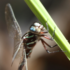 Austroaeschna cooloola