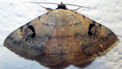 Hypopyra carneotincta