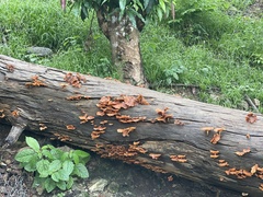 Fungi