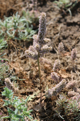 Psylliostachys spicata