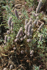 Psylliostachys spicata