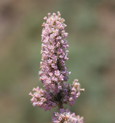 Psylliostachys spicata