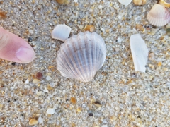 Acanthocardia paucicostata