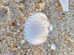 Acanthocardia paucicostata
