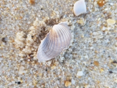 Acanthocardia paucicostata