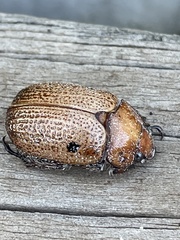 Anoplognathus velutinus