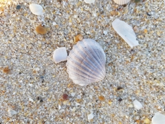 Acanthocardia paucicostata