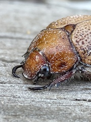 Anoplognathus velutinus