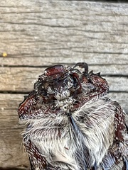 Anoplognathus velutinus