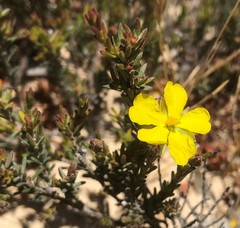 Hibbertia devitata