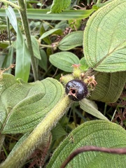 Miconia rubra