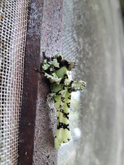 Trachyzulpha fruhstorferi